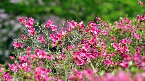 Close-up of pink flowering plant