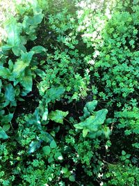 High angle view of plants growing on land