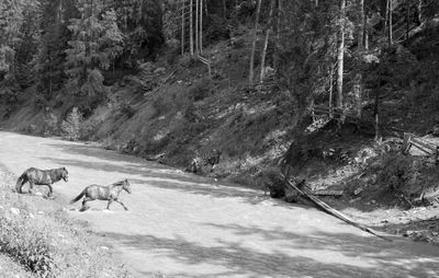 View of a horse in the forest