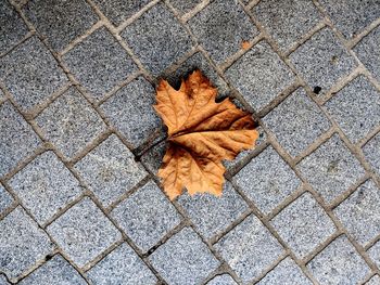 High angle view of maple leaf on footpath