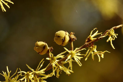 Close-up of witch-hazel in winter