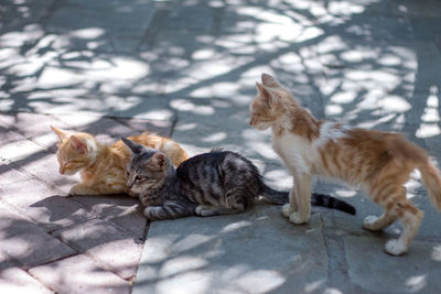 Cat relaxing outdoors