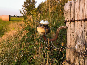 Wooden posts on field