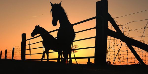Silhouette of horses against sky during sunset