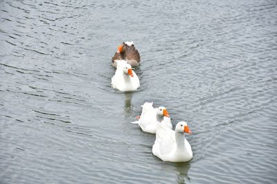 High angle view of swans swimming in lake