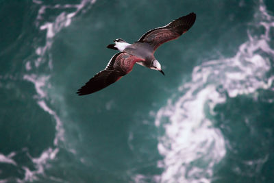 Seagull flying in the sea