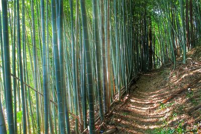 Bamboo trees in forest