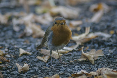 Close-up of bird on land