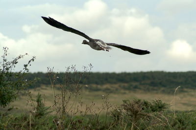 Bird flying over a field