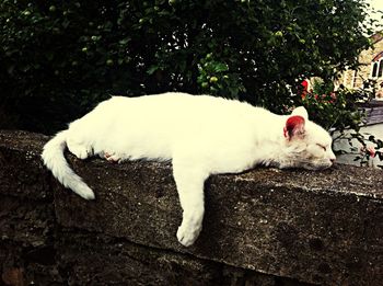 Close-up of white dog