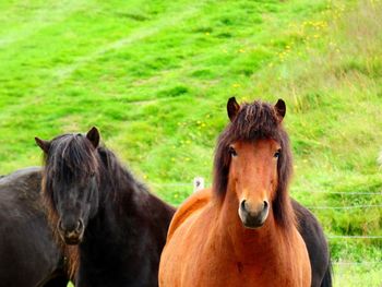 Horses in a field