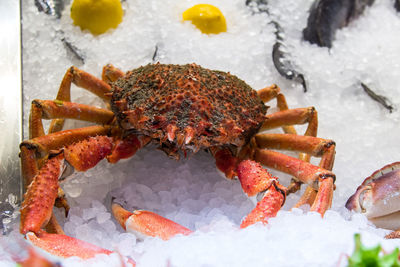 High angle view of crab on ice