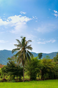 Coconut trees in the middle of the rice field, the sky is bright.