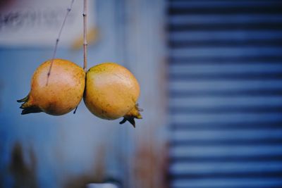 Close-up of fruits hanging on plant