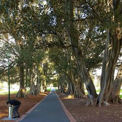 Road passing through trees