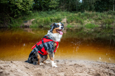 Dog running in lake