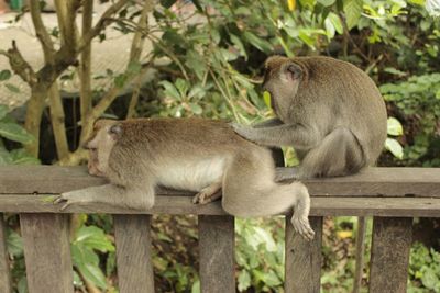 Monkey sitting on wood