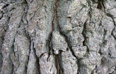 Full frame shot of tree trunk