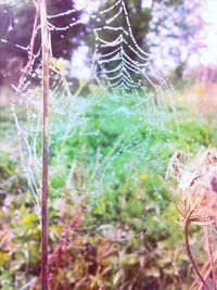 spider web