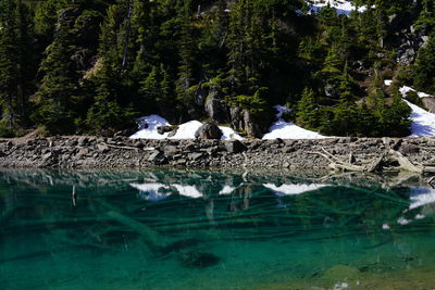 Flock of sheep in a lake