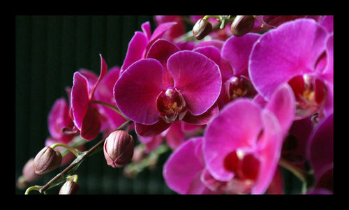 Close-up of pink flowers