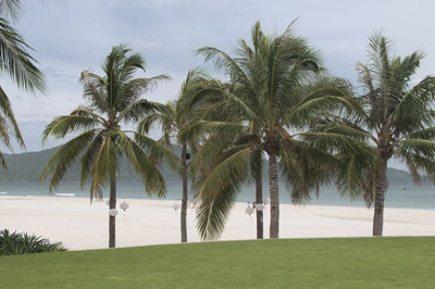 Palm trees on beach against sky