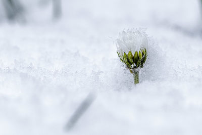 Close-up of snowed daisy 