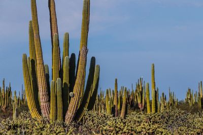 Close-up of cactus growing on field against sky