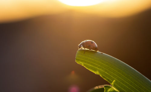 Close-up of insect on leaf