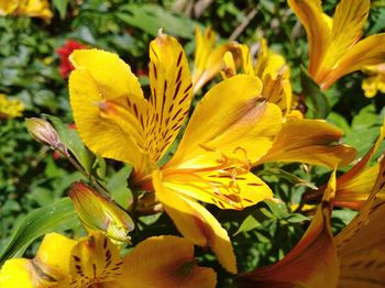 Close-up of day lily blooming outdoors