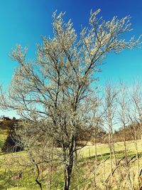 Bare tree on field against sky