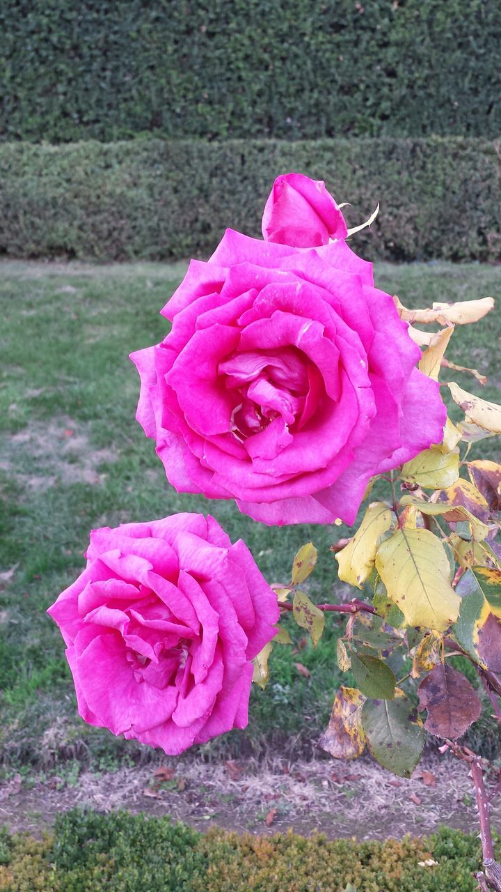 flower, petal, flower head, fragility, rose - flower, freshness, pink color, close-up, beauty in nature, blooming, single flower, focus on foreground, nature, growth, rose, pink, in bloom, outdoors, single rose, day