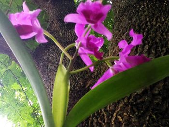 Close-up of pink flowers