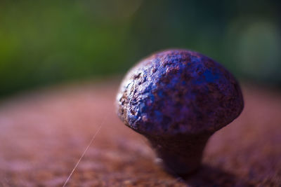 Close up of rusty knob