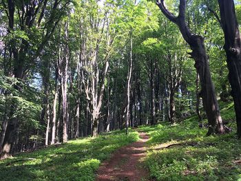 Trees in forest