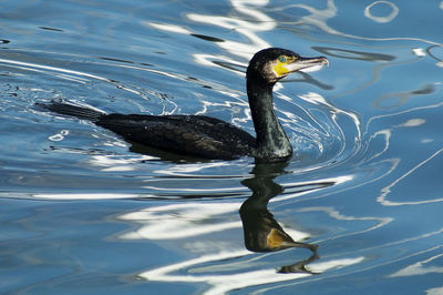 Cormorant swimming on lake