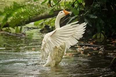 a white swan is