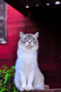 Portrait of white cat