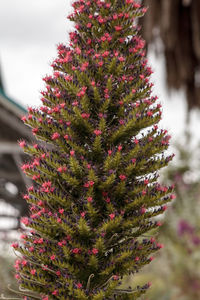 Close-up of cactus flower tree