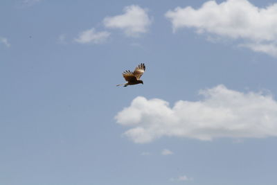 Low angle view of bird flying in sky