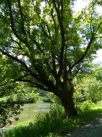 Scenic view of tree against sky