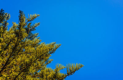 Low angle view of tree against clear blue sky