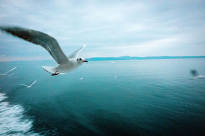 Seagull flying over sea against sky