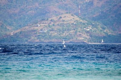 View of ducks swimming in sea