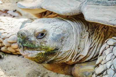 Close-up of a turtle