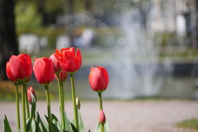 Close-up of red tulips