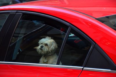 Dog in car