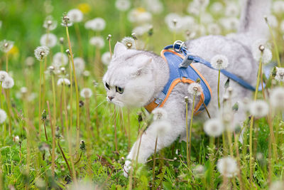 A white british cat walk on the grass with white dandelions, in spring
