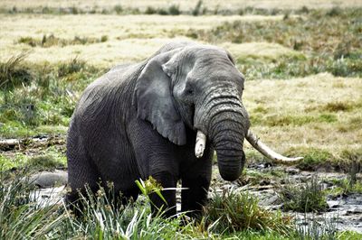 Elephant on field