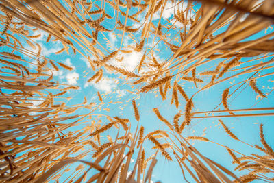 Low angle view of wheat against blue sky